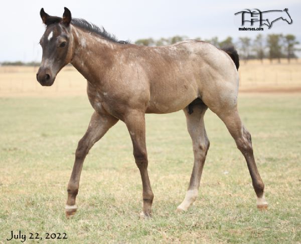 Leos Sassy Fox MA's 2022 Bay Roan Colt